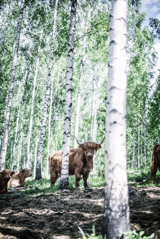 NORDIC.CHRISTMAS - Eat Finland