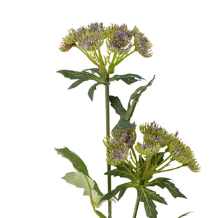 NORDIC.CHRISTMAS - Throatwort Stem