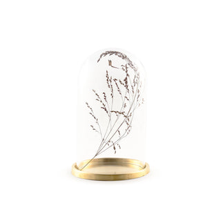 Glass dome with brass base