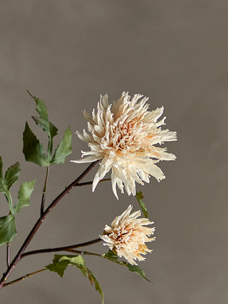 Cream Dahlia