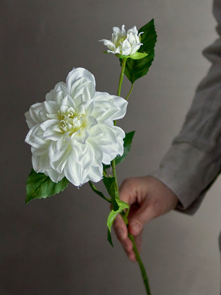 White Dahlia stem