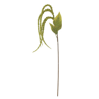 Green Foxtail stem