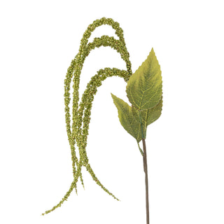 Green Foxtail stem