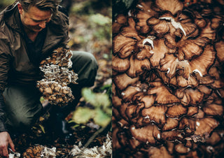 Cookbook: Chef’s Wild Nordic – Recipes for 72 Micro-Seasons