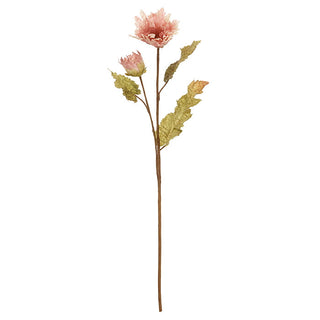 Old Rose Poppy Flower