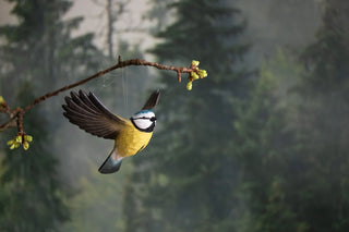 Wood Carved Flying Blue Tit Ornament