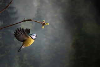 Wood Carved Flying Blue Tit Ornament