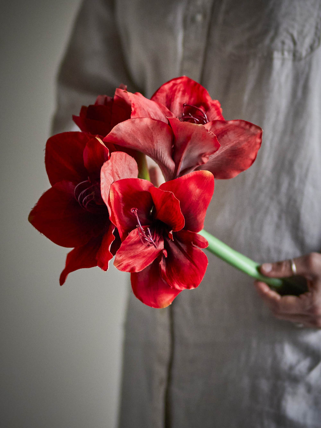 Red Amaryllis Stem – NORDIC.CHRISTMAS
