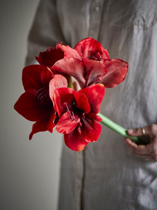 Red Amaryllis Stem
