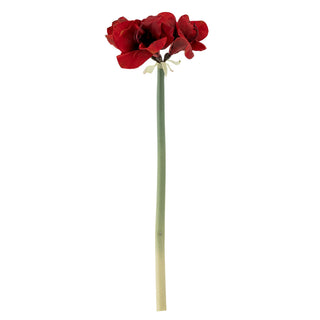 Red Amaryllis Stem