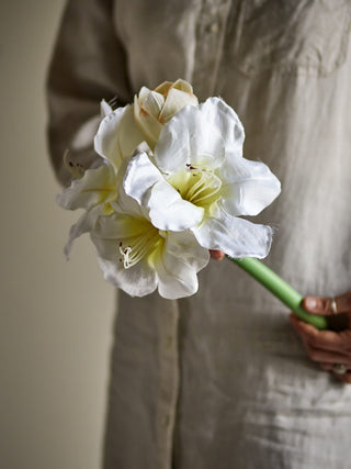 White Amaryllis Stem