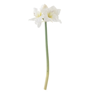 White Amaryllis Stem