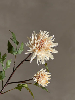NORDIC.CHRISTMAS - Cream Dahlia
