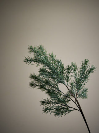 Pine Stem