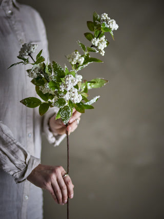 White Snowberry Stem