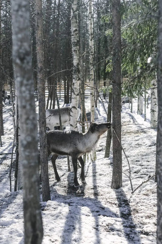 NORDIC.CHRISTMAS - Eat Finland